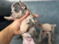 SHOW KALİTE FRENCH BULLDOG BEBEKLER