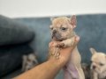 SHOW KALİTE FRENCH BULLDOG BEBEKLER