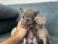 SHOW KALİTE FRENCH BULLDOG BEBEKLER