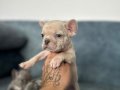 SHOW KALİTE FRENCH BULLDOG BEBEKLER