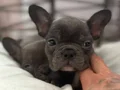 SAF KALİTE BLUE FRENCH BULLDOG 