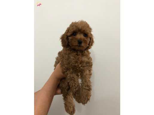 A kalite Toy poodle yavrularımız gelmiştir 