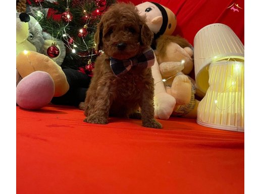 RED BROWN  TOY POODLE MİCROCİP’Lİ PASAPORTLU IRK GARANTİLİ 