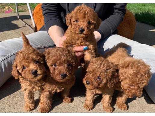 TOY POODLE YAVRULAR WC EĞİTİMLİ PASAPORTLU IRK GARANTİLİ 