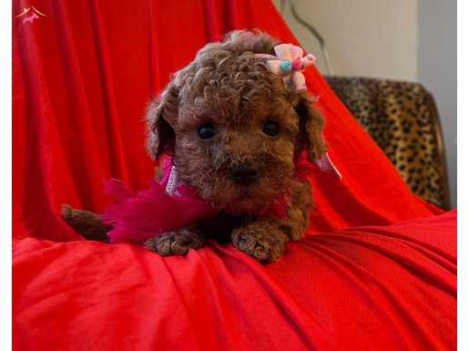TOY POODLE WC EĞİTİMLİ PASAPORTLU IRK GARANTİLİ 