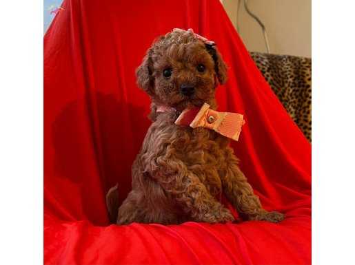 TOY POODLE YAVRULAR WC EĞİTİMLİ PASAPORTLU IRK GARANTİLİ 