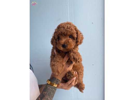 Toy Poodle yavrular microcip Li pasaportlu WC EĞİTİMLİ 