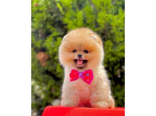 WC EĞİTİMLİ Pomerinan boo microcip Li pasaportlu 