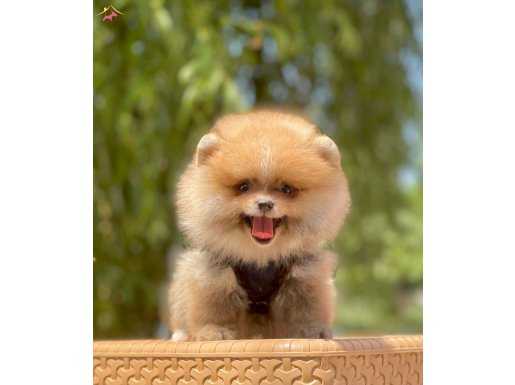 Teddy bear pomerinan boo yavrular 