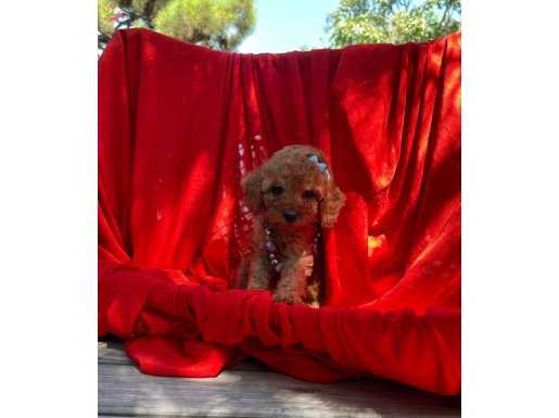 TOY POODLE YAVRULAR MİCROCİP PASAPORTLU 