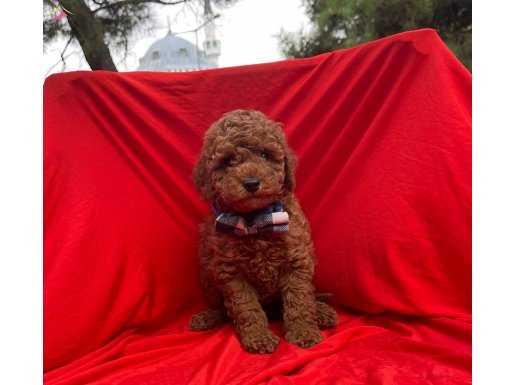 Muhteşem toy Poodle yavrular WC EĞİTİMLİ microcip Li 