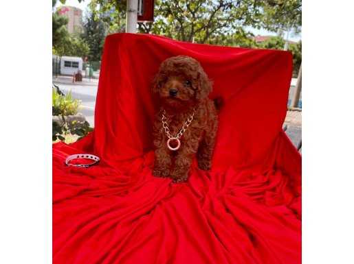 Red Brown toy Poodle microcip Li pasaport lu 