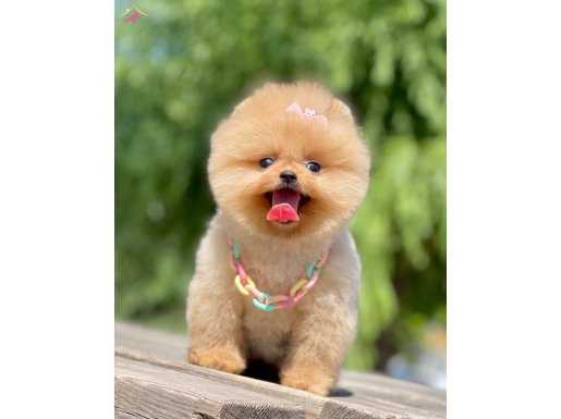 Teddy BEAR orange MİCROCHİPLİ pasaportlu 