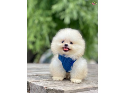 Safkan pomerinan boo wc eğitimli MİCROCHİPLİ 