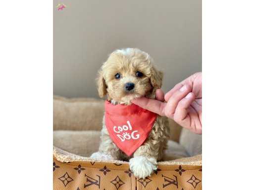 Maltipoo yavrular wc eğitimli pasaportlu 
