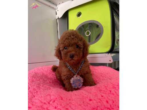 red brown toy poodle wc eğitimli MİCROCHİPLİ pasaportlu 