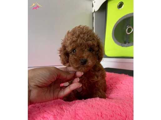 Red brown toy poodle wc eğitimli MİCROCHİPLİ pasaportlu 