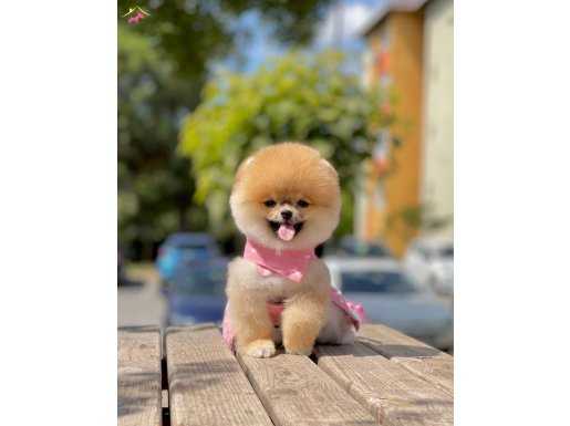 Safkan pomeranian boo