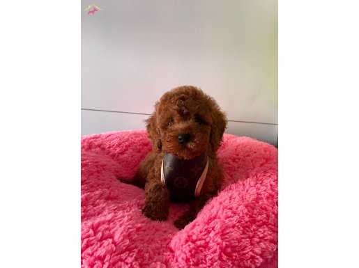Dark brown toy poodle wc eğitimli MİCROCHİPLİ pasaportlu 