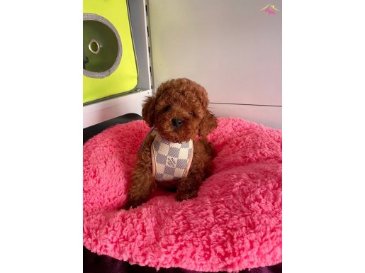 Red brown toy poodle wc eğitimli MİCROCHİPLİ pasaportlu 