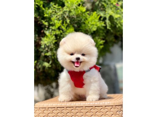 Teddy bear pomeranian boo wc eğitimli MİCROCHİPLİ pasaportlu