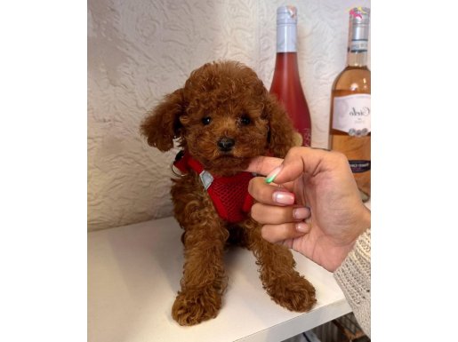 Red brown toy Poodle wc eğitimli MİCROCHİPLİ pasaportlu 