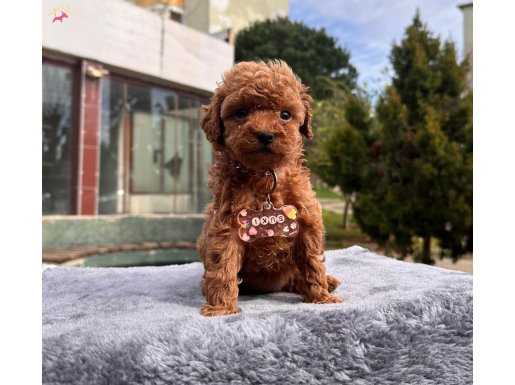 Red brown toy poodle wc eğitimli 