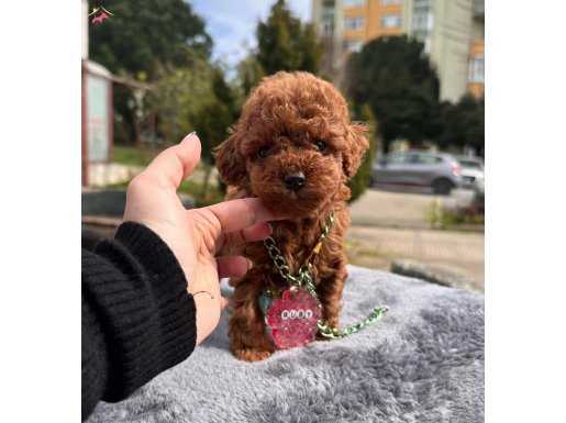 Darkred toy poodle WC eğitimli pasaport MİCROCHİPLİ 