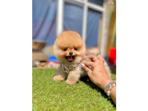Pofuduk Pomeranian boo wc eğitimli 