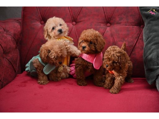 Apricot toy poodle wc eğitimli yavrular 