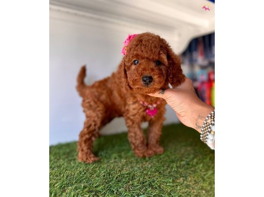 Red brown toy poodle wc eğitimli 