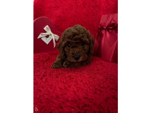 Muhteşem dark Red toy poodle wc eğitimli 