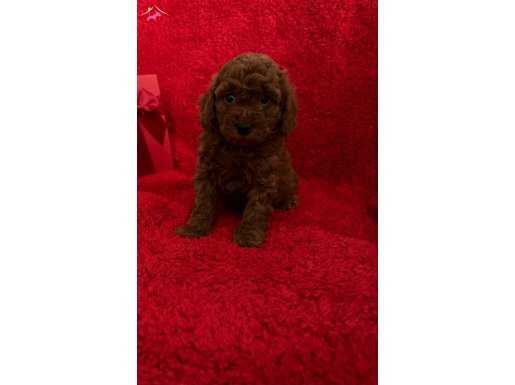 Muhteşem Dark Red toy poodle wc eğitimli 