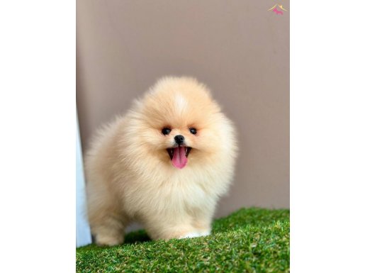 TEDDY BEAR POMERANİAN BOO WC EĞİTİMLİ BEBEKLER 