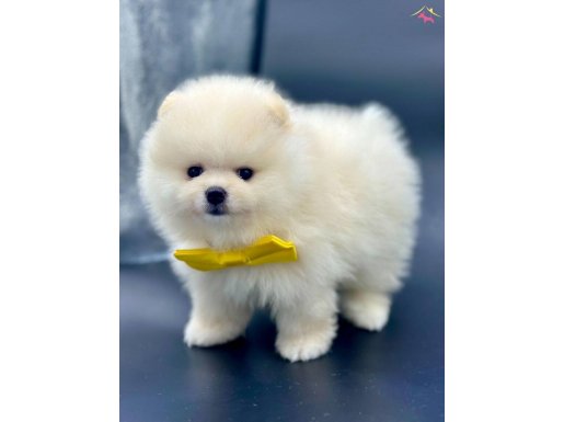 Teddy Face Pomeranian boo WC eğitimli bebekler