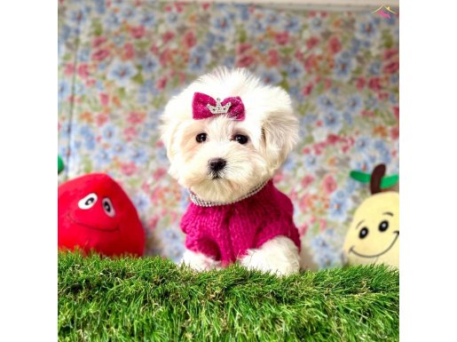 WC eğitimli mini Maltese 