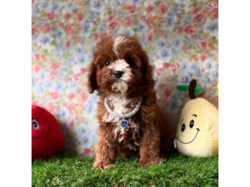 WC eğitimli mini maltipoo yavrular 