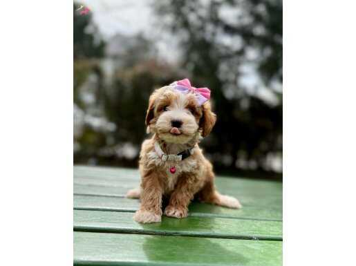 Wc eğitimli mini maltipoo yavrular 