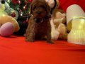 RED BROWN  TOY POODLE MİCROCİP’Lİ PASAPORTLU IRK GARANTİLİ 