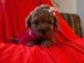 TOY POODLE WC EĞİTİMLİ PASAPORTLU IRK GARANTİLİ 