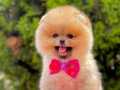 WC EĞİTİMLİ Pomerinan boo microcip Li pasaportlu 