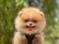 Teddy bear pomerinan boo yavrular 
