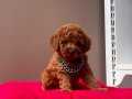 Red brown toy poodle wc eğitimli MİCROCHİPLİ pasaportlu 