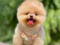 Teddy BEAR orange MİCROCHİPLİ pasaportlu 