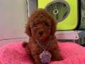 red brown toy poodle wc eğitimli MİCROCHİPLİ pasaportlu 
