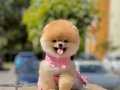 Safkan pomeranian boo