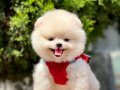 Teddy bear pomeranian boo wc eğitimli MİCROCHİPLİ pasaportlu