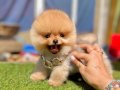 Pofuduk Pomeranian boo wc eğitimli 
