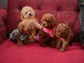 Apricot toy poodle wc eğitimli yavrular 