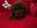 Muhteşem dark Red toy poodle wc eğitimli 